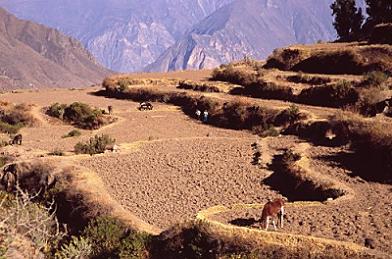 Excursion al Cañon del Colca