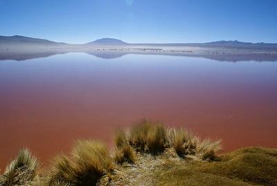 laguna colorada bolivia tours