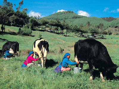 granja porcon cajamarca