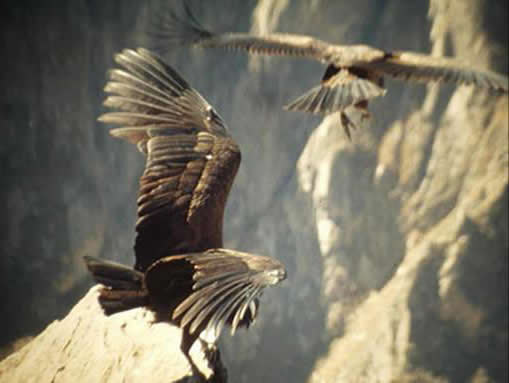 cañon del colca arequipa tours