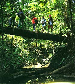 camino colgante ceiba tops