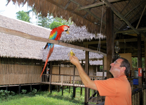 guacamayos iquitos