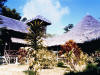 iquitos amazonas tour 4 dias
