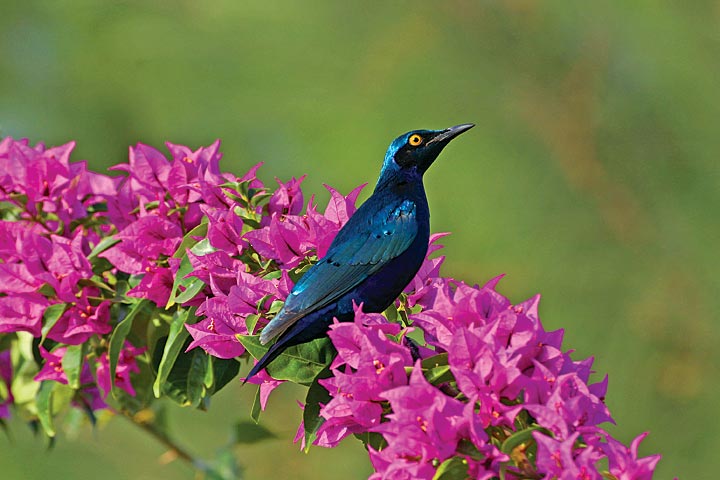 observacion de aves
