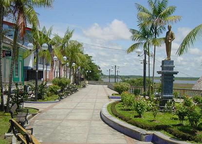 iquitos ceiba tops