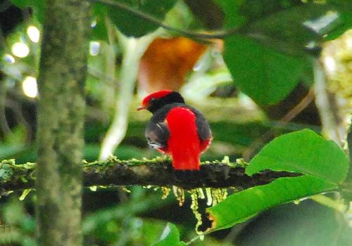black necked red cotinga