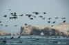 paracas ica full day tour