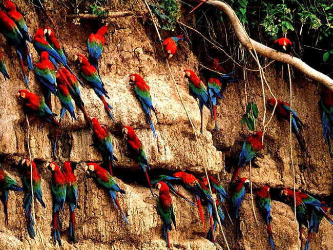 guacamayos