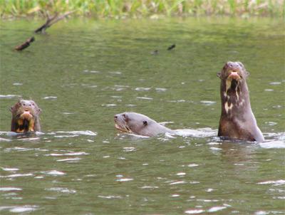 nutrias en el lago sandoval